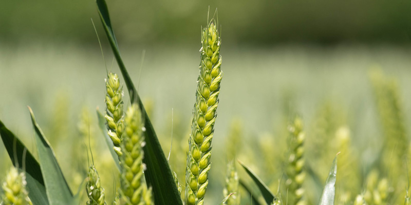 wheat-ear-close-up-c-tim-scrivener.jpg