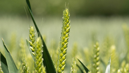 wheat-ear-close-up-c-tim-scrivener.jpg