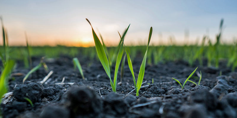 Sustainability-Action-Plan-Natural-Resources-young-cereal-plants-field-sunset-c-Adobe.jpg