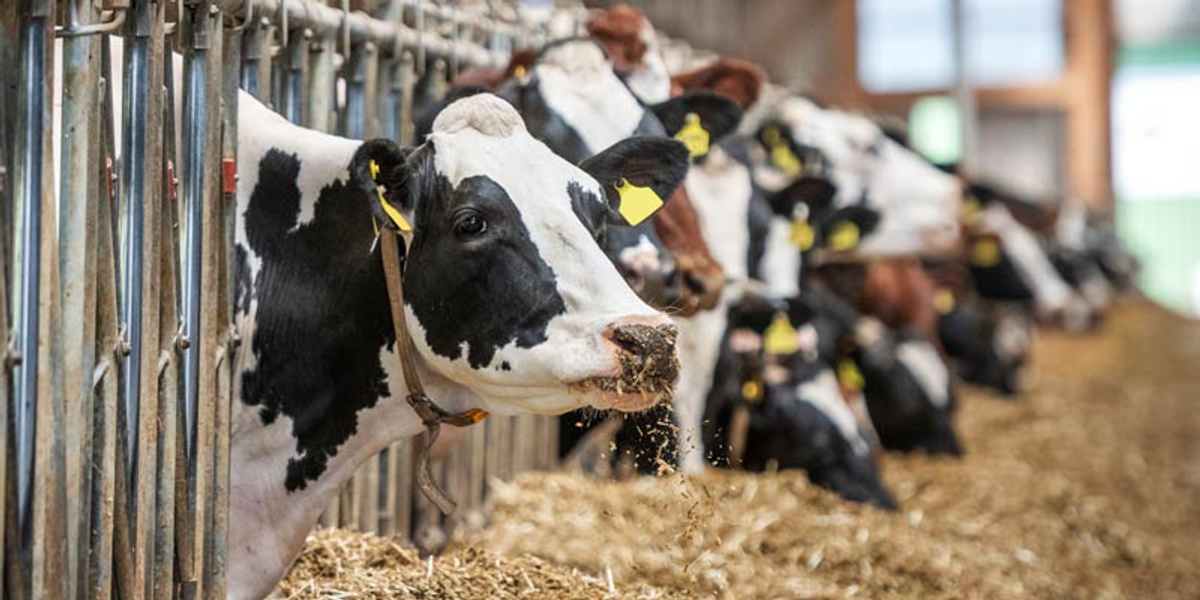 Powering-Productivity-report-dairy-cow-feed-tmr-c-iStock-1205477580.jpg