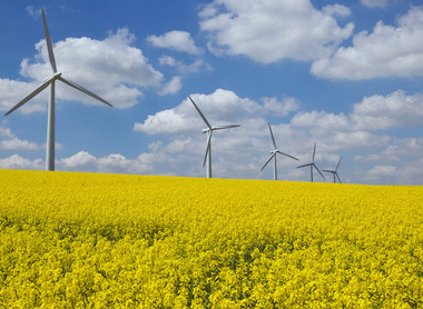 header-climate-change-oilseed-rape-osr-wind-turbines-biofuel-sustainability-green-energy-c-tim-scrivener.jpg