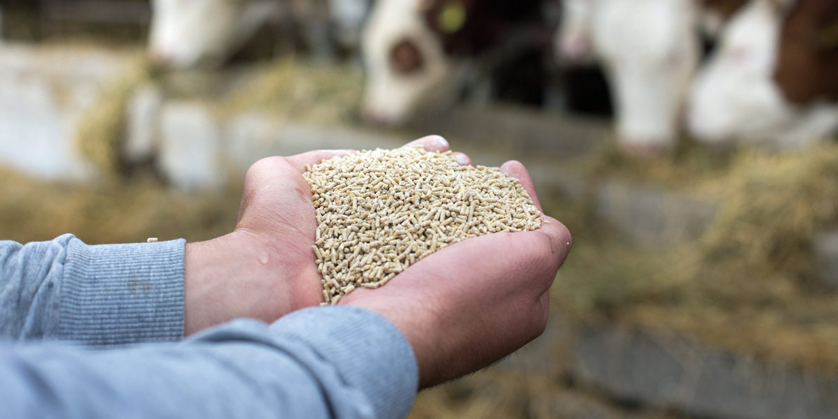 Cattle-feed-hands header crop-c-iStock-1160802497.jpg