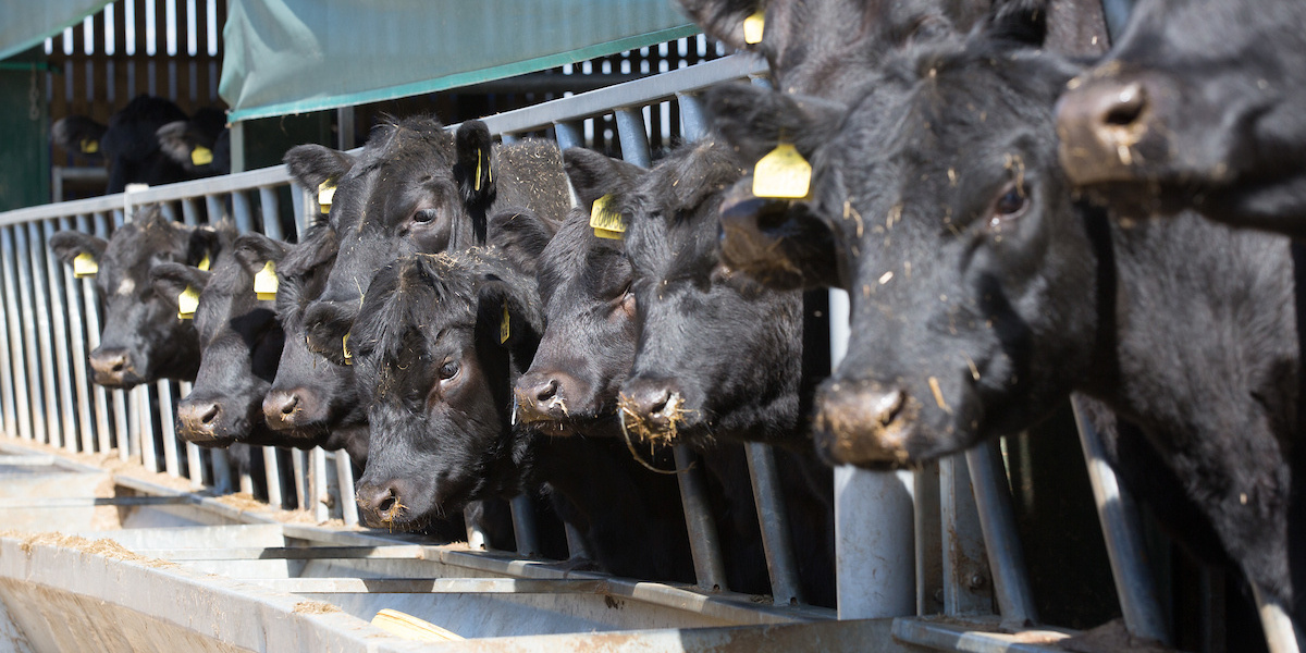 aberdeen angus heifers feed c tim scrivener.JPG