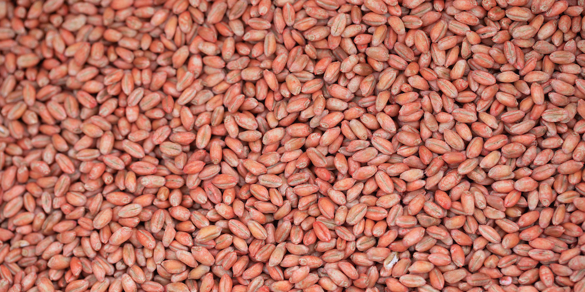 treated winter wheat seed c tim scrivener.JPG