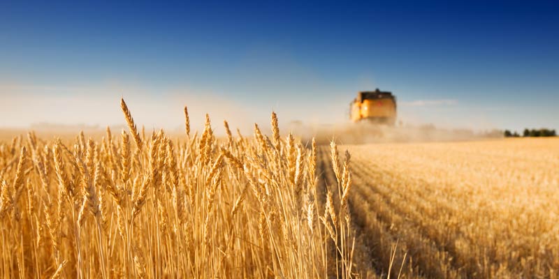 wheat-harvest-combine-harvester-Powering-Productivity-report-2023-c-AdobeStock_4027779.jpg