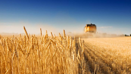 wheat-harvest-combine-harvester-Powering-Productivity-report-2023-c-AdobeStock_4027779.jpg