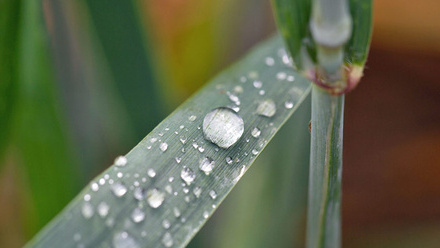 wheat-plant-leaf-rain-water-drop-c-tim-scrivener.jpg