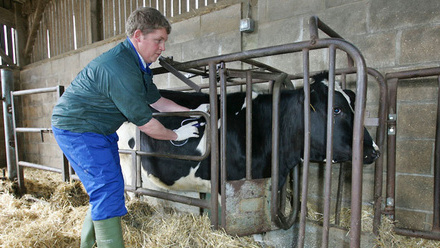 dairy-cow-bluetongue-disease-vaccine-vet-c-tim-scrivener.jpg