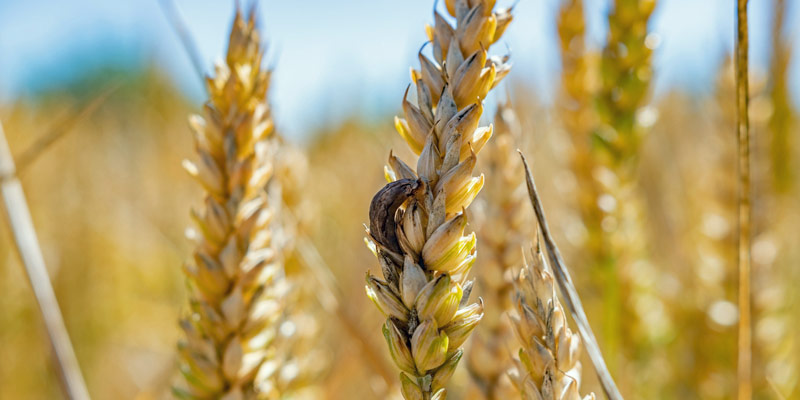 ergot-wheat-ear-close-up-c-shutterstock_2174775585.jpg