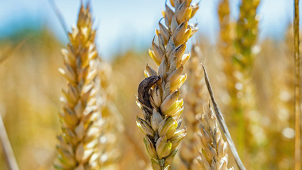 ergot-wheat-ear-close-up-c-shutterstock_2174775585.jpg