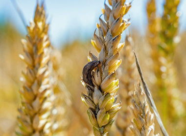 ergot-wheat-ear-close-up-c-shutterstock_2174775585.jpg