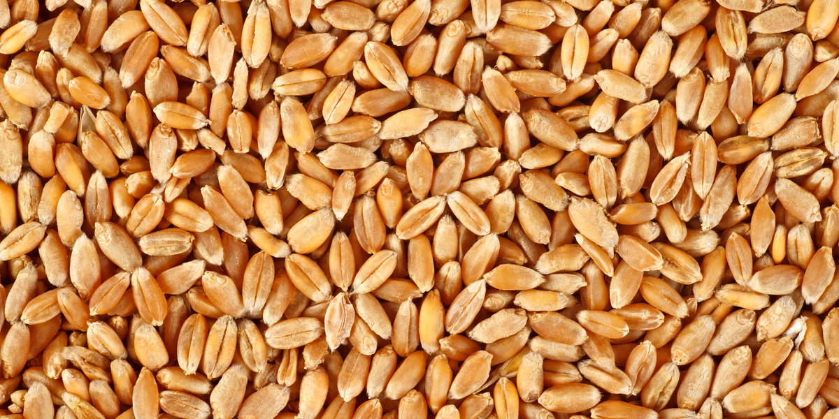 shutterstock_1016637481-wheat grains.jpg