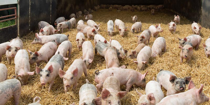 weaner-pigs-on-straw-outdoors-c-tim-scrivener.jpg