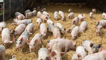 weaner-pigs-on-straw-outdoors-c-tim-scrivener.jpg