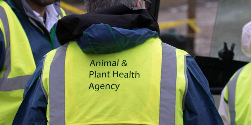 APHA-Animal-and-Plant-Health-Agency-bird-flu-disease-high-vis-c-tim-scrivener.jpg