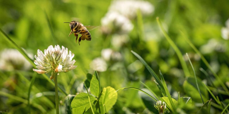 Sustainability-Action-Plan-Biodiversity-and-ecosystems-bee-clover-ley-pasture-c-iStock.jpg