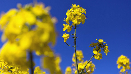 oilseed-rape-flowering-plant-c-tim-scrivener.jpg