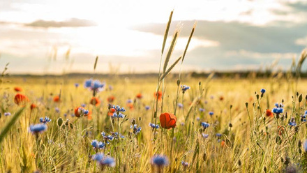 Powering-Productivity-report-2023-wildflower-margin-c-AdobeStock_356479179.jpg