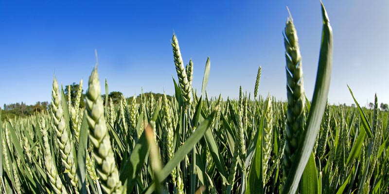 winter-wheat-close-up-c-tim-scrivener.jpg