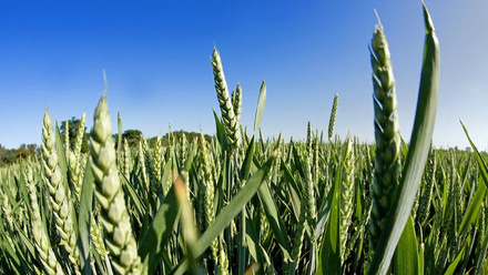 winter-wheat-close-up-c-tim-scrivener.jpg