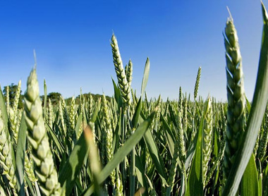 winter-wheat-close-up-c-tim-scrivener.jpg